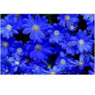 Neysastore 30pc Felicia Blues Blue Daisy Flower Seeds