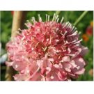 Neysastore 25pc Salmon Queen Scabiosa Pincushion Flower Seeds