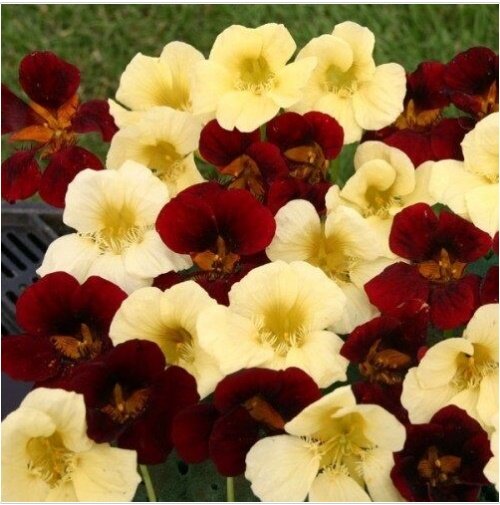 Neysastore 35pc Nasturtium Night And Day Flower Seeds Mix
