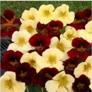 Neysastore 35pc Nasturtium Night And Day Flower Seeds Mix