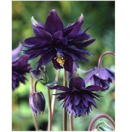 Neysastore 25pc Black Barlow Columbine Aquilegia Flower Seeds