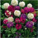 Neysastore 25pc Ronsdorf Strain Primula Flower Seeds Mix
