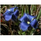Neysastore 30pc Fringed Dark Blue Gentian Flower Seeds