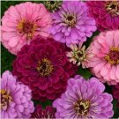Neysastore 50pc Zinnia Art Deco Flower Seed Mix Annual Maroon,Pink,Lavender