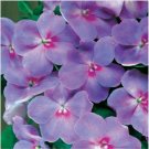 Neysastore 25pc Impatiens Flower Seeds Blue Lavender Hardy, Shade Annual