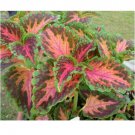 Neysastore 50pc Coleus Wizard Coral Sunrise Shade Loving Flower Seeds