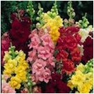 Neysastore 30pc Antirrhinum Snapdragon Palette Mix Flower Seeds