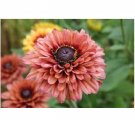 Neysastore 30pc Rudbeckia Sahara Flower Seeds