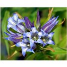Neysastore 30pc Gentian Flower Seeds Gentiana Sceptrum Shade Perennial