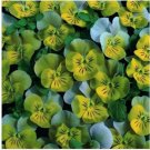 Neysastore 35pc Miniola Aqua Heart Bi-Color Viola Flower Seeds