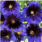 Neysastore 30pc Velvety Kew Blue Salpiglossis Flower Seeds