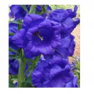 Neysastore 50pc Campanula Blue Double Canterbury Bells Perennial Flower Seeds
