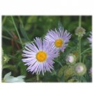 Neysastore 30pc Aster Boltonia Asteroides Perennial Flower Seeds