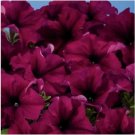Neysastore 30pc Petunia Aladdin Burgandy Flower Seeds