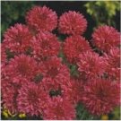 Neysastore 35pc Bold Red Bachelor'S Button Cornflower Flower Seeds