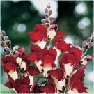 Neysastore 30pc Antirrhinum Night And Day Snapdragon Flower Seeds