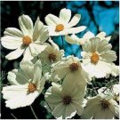 Neysastore 50pc Cosmos Purity' White Flower Seeds