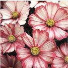 Neysastore 35pc Cosmos Red Picotee Flower Seeds