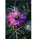 Neysastore 50pc Nigella Persian Mulberry Rose Love In The Mist Flower Seeds