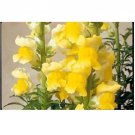 Neysastore 30pc Antirrhinum Sonnet Yellow Snapdragon Flower Seeds