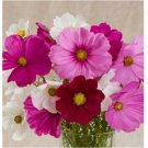 Neysastore 35pc Cosmos Versalles Mix Flower Seeds