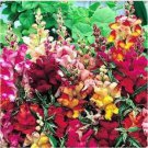 Neysastore 50pc Frosted Flames Snapdragon Flower Seeds Mix
