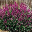 Neysastore 40pc Burgandy Salvia Flower Seeds Perennial