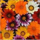 Neysastore 30pc Gazania New Day Mix Flower Seeds