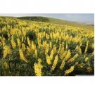 Neysastore 40pc Yellow Lupinus Flower Seeds