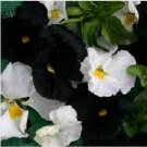 Neysastore 35pc Night And Day Black And White Viola Flower Seed Mix
