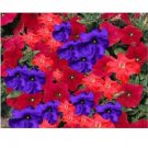 Neysastore 30pc Petunia Red And Purple Flower Seeds Mix