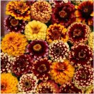 Neysastore 50pc Aztec Sunset Mix Zinnia Flower Seeds