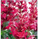 Neysastore 50pc Agastache Red Heather Queen Flower Seeds