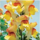 Neysastore 30pc Antirrhinum Giant Lipstick Gold Snapdragon Flower Seeds