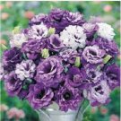 Neysastore 20pc Purple Shades Mix Lisianthus Flower Seeds