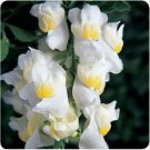 Neysastore 30pc Antirrhinum Lemon Sherbert Snapdragon Flower Seeds