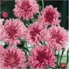 Neysastore 35pc Pink Bachelor'S Button Cornflower Flower Seeds