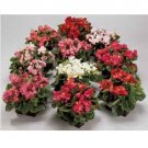 Neysastore 30pc Gorgeous Begonia Ambassador Mix Flower Seeds
