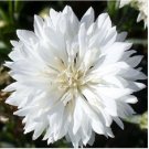 Neysastore 35pc Pure White Bachelor'S Button Cornflower Flower Seeds