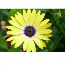 Neysastore 40pc Yellow Color African Daisy Flower Seeds