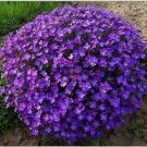 Neysastore 60pc Aubrieta Violet Queen Rock Cress Flower Seeds
