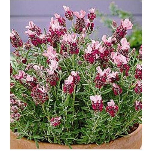 Neysastore 30pc Red Lavender Flower Seeds