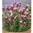 Neysastore 30pc Red Lavender Flower Seeds