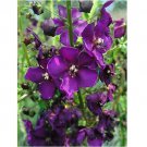 Neysastore 30pc Lychnis Heirloom Flos Jovis Flower Seeds