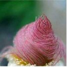 Neysastore 25 seeds Prairie Smoke Flower bonsai Plant