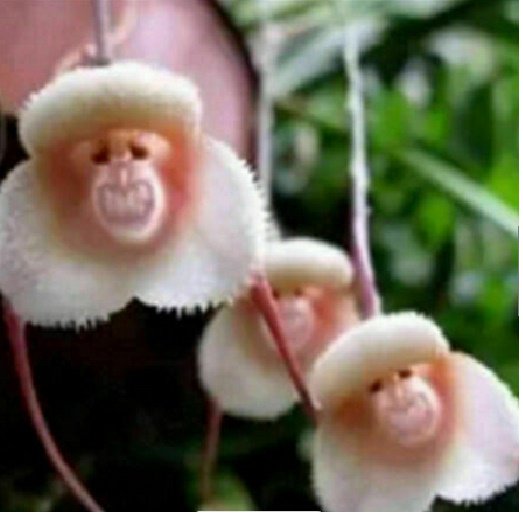 Neysastore 50pcs Monkey Face Orchid Flower Seeds Plant Bonsai Home Garden