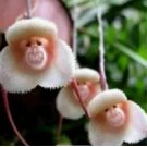 Neysastore 50pcs Monkey Face Orchid Flower Seeds Plant Bonsai Home Garden