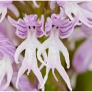 Neysastore 50pcs Naked Man Orchid Italica Flower Seeds Bonsai (No Tracking#)