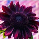 Chocolate Cherry Sunflower Fresh Garden 25 Seeds