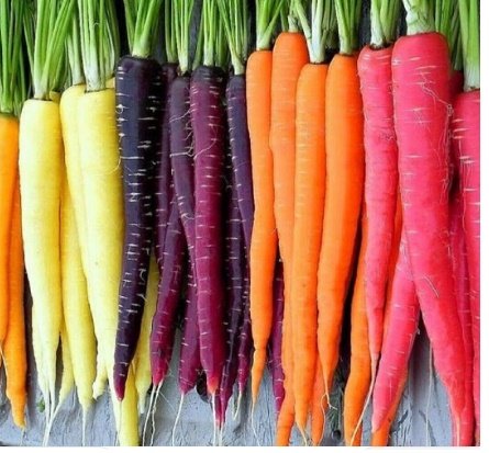 Rainbow Blend Carrot Fresh Garden 150 Seeds